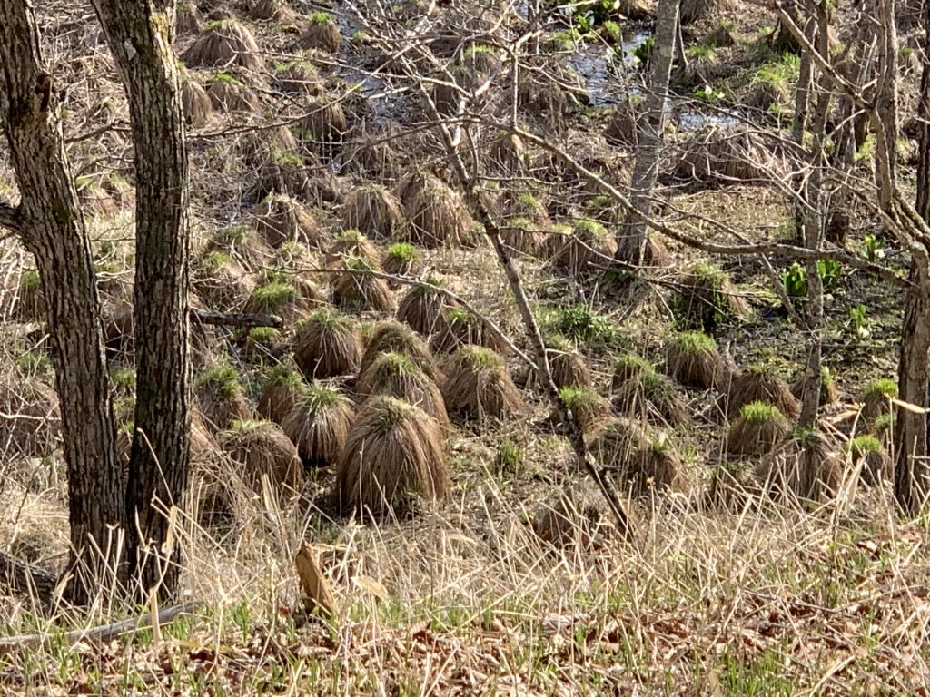 大量のヤチ坊主